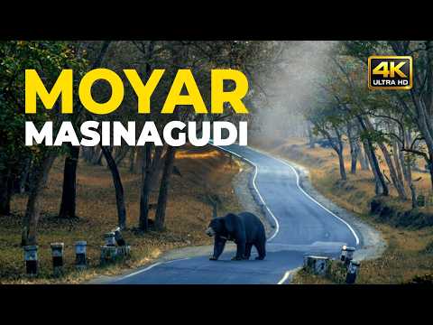 Moyar via Masinagudi | Scenic Forest Route in Mudhumalai Tiger Reserve