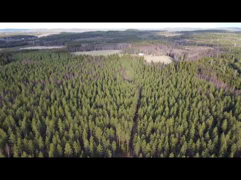 Video: Metsä Ylöspäin