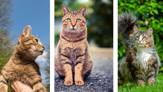 The Ultimate Cat PFP Collection - Cute, Funny, Aesthetic & More!