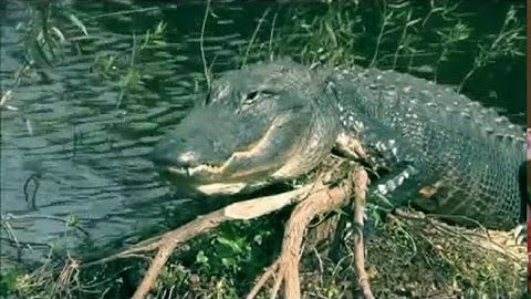 All About Reptiles  What Makes it a Reptile