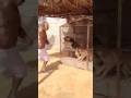 دماغ بانجو