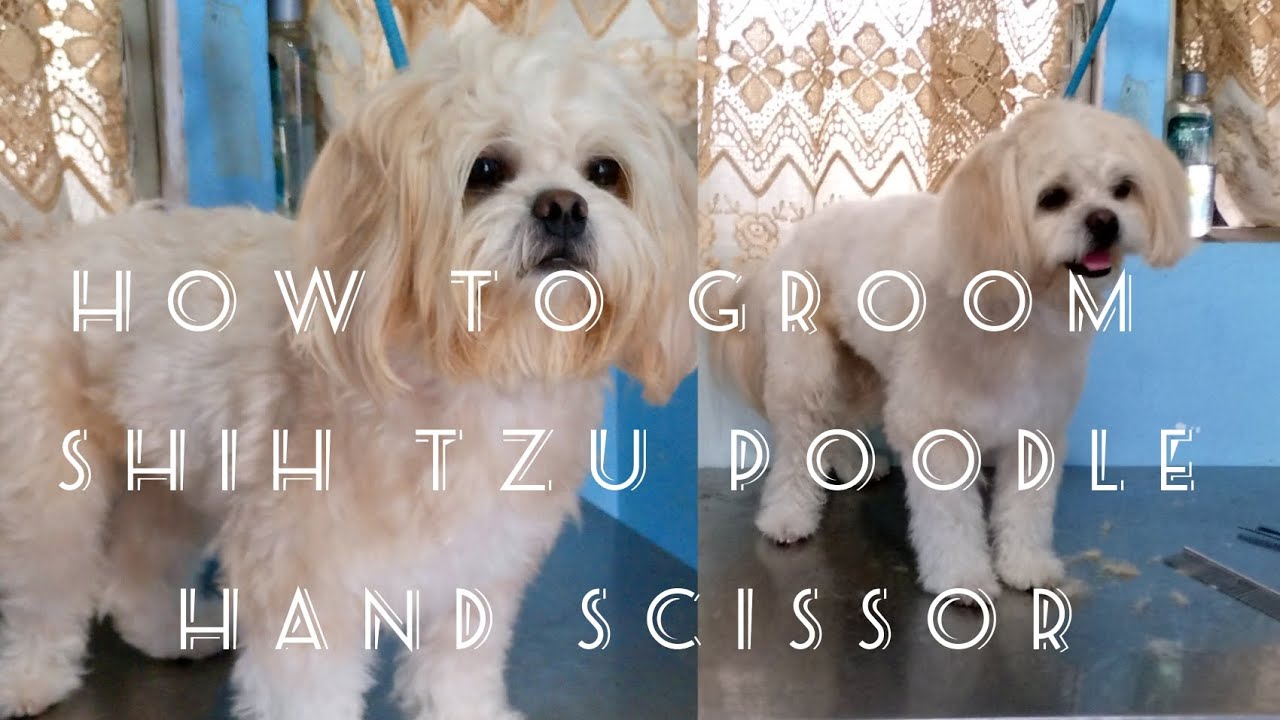Shitzhu Hand Racket mix breed Shih tzu Poodle hand scissored trim - YouTube