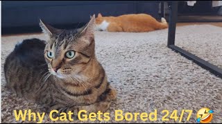 My Cat Try New Thing to Make Themselves Busy🤣Funny Cat Videos will Make you Laugh😂Watch till the End by Namira Taneem 🇨🇦 200 views 1 month ago 25 minutes
