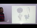 plant classification class 9 science biology || DIVERSITY IN LIVING ORGANISMS