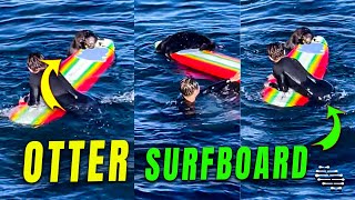 Otter Playfully Chews on Surfer's Surfboard