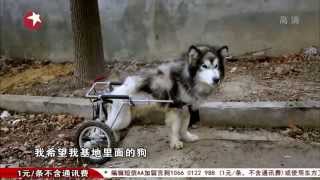 【HD video】top dog《狗狗冲冲冲》特别节目第二期20140416高清完整版