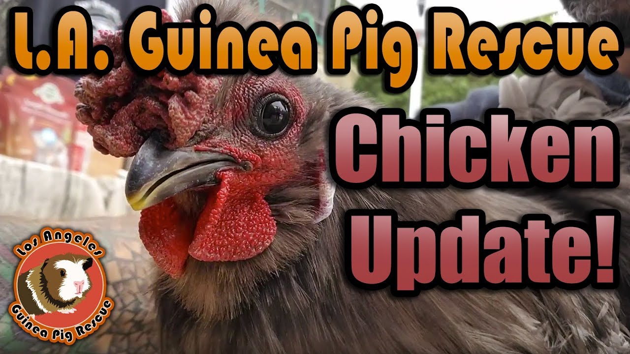 Home Pet Euthanasia Los Angeles In Home Hospice Care & Pet Euthanasia