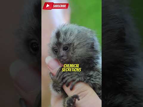 Video: Pygmy marmoset - pienin kädellinen