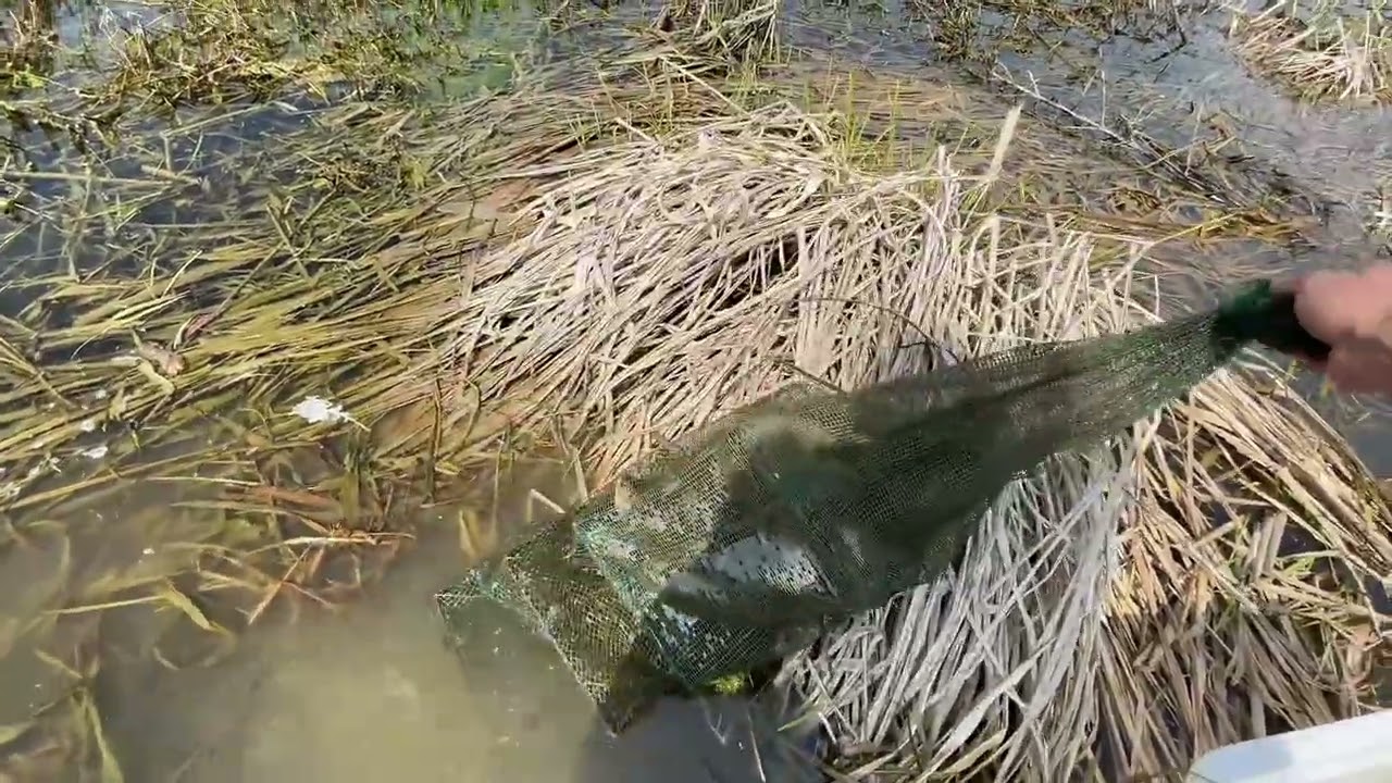 你们2024 头鱼 不要发在评论区！ #户外捕鱼  #真实户外  #花篮捕鱼