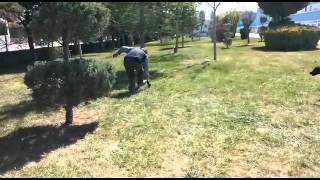 Yavru Kurzhaar Iz Surme & Aport