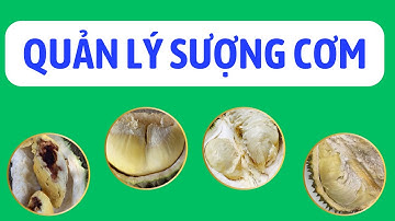 Quản lý sượng cơm cháy múi hiệu quả cho sầu riêng | Thời điểm nào? Giải pháp ra sao?