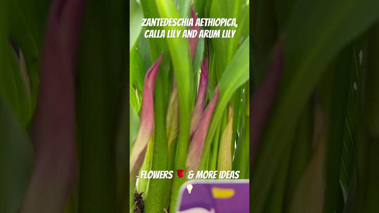 Zantedeschia aethiopica, calla lily and arum lily **Flowers 🌹 & more ideas 💡**