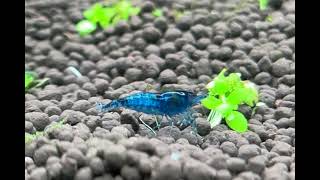Blue Dream Shrimp in an Aquarium