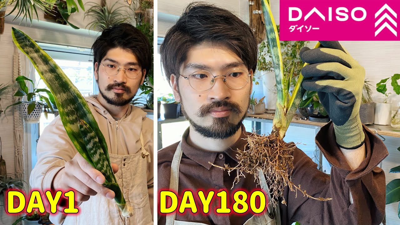 100均で買える根のないサンセベリアを発根させる方法