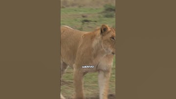 Ever wondered why pandas are black and white?