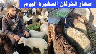 اسعار الخرفان الصغيره اليوم والاغنام الوالده والعشر