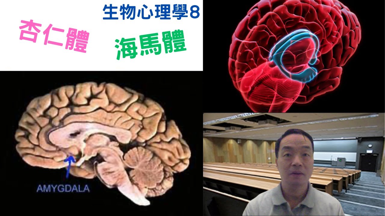 生物心理學08: #杏仁體#海馬體#amygdala #hippocampus - YouTube