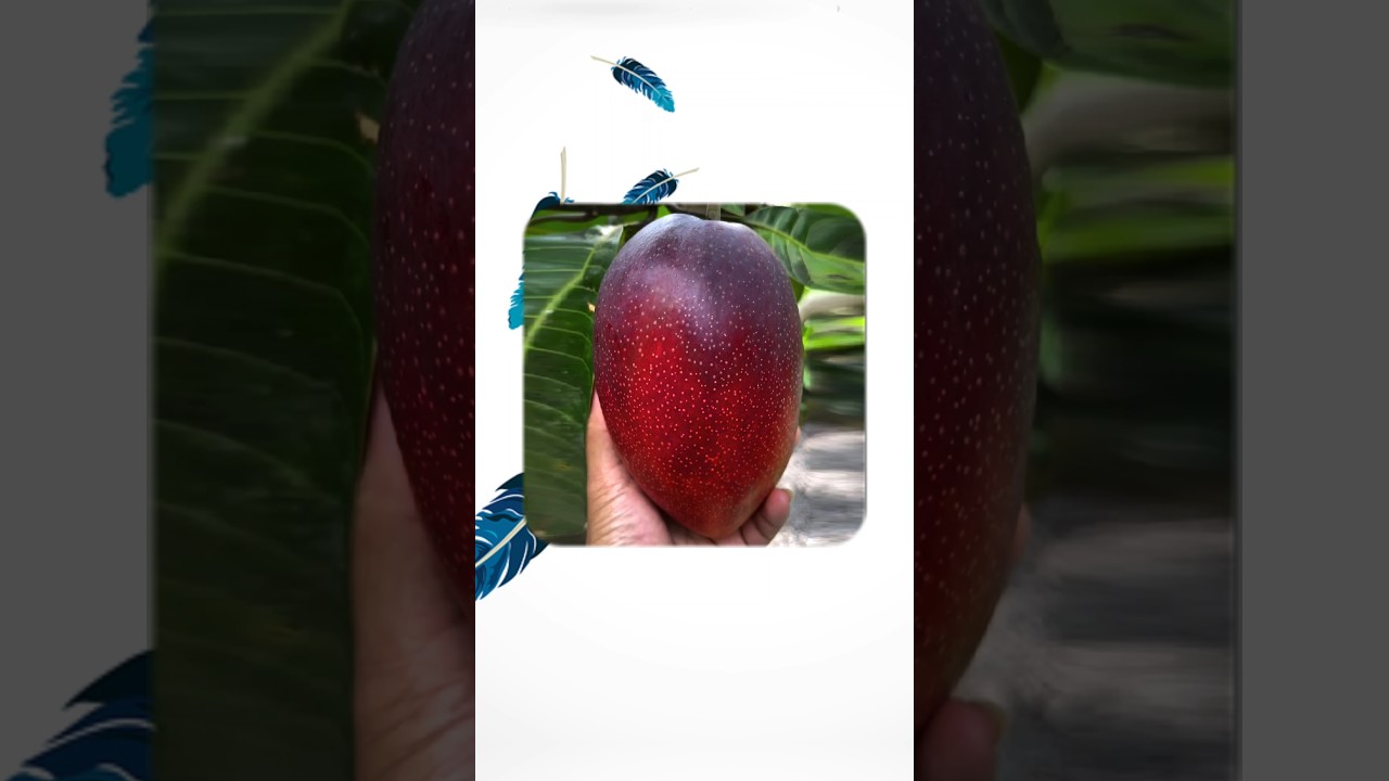 World's Most Expensive Mango 🥭