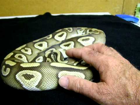 rat snakes in alabama Brian Gundy Selling 2009 Male Gold Blush Mojave For $600 (SOLD)