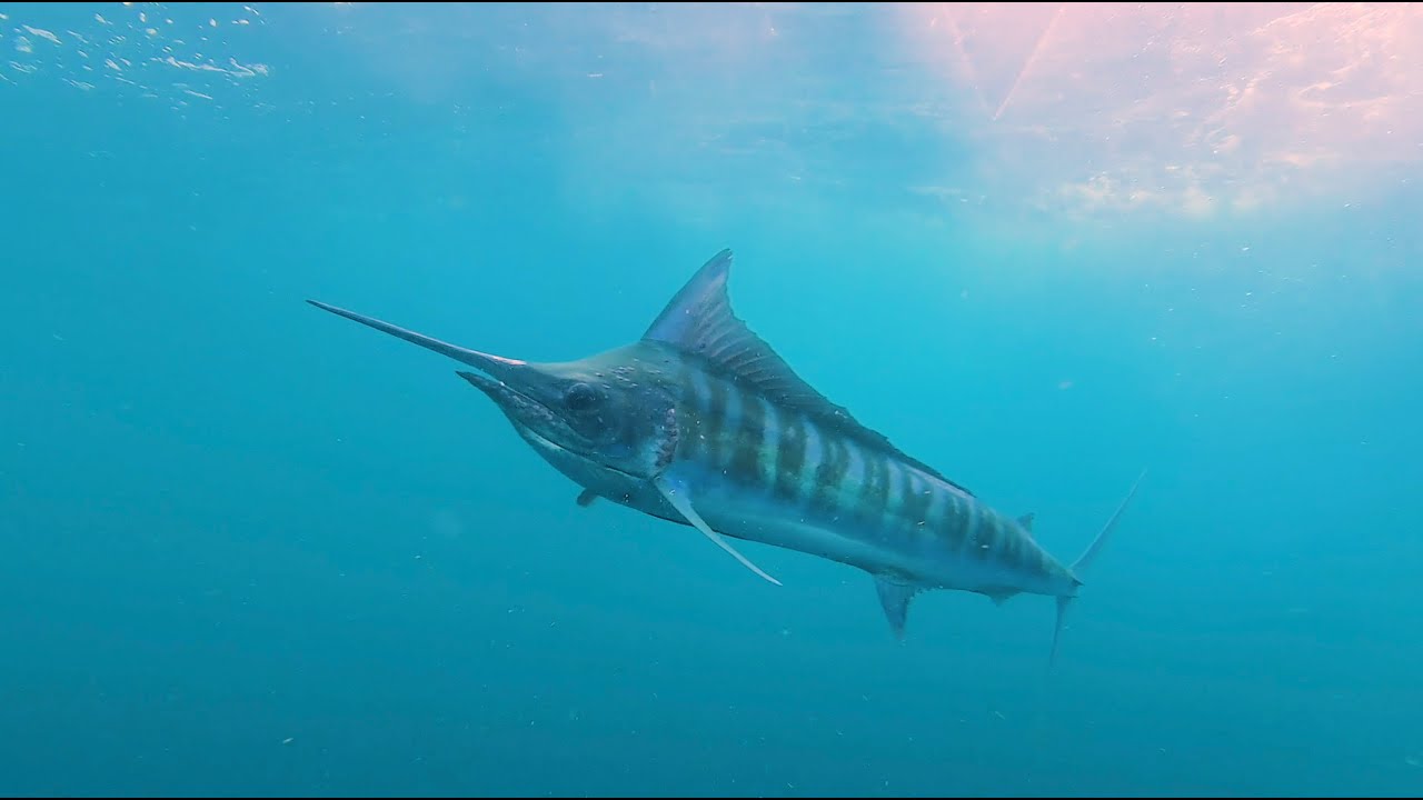 Port Stephens locals show us Massive flattys , Quality estuary Tuna , and epic gamefishing