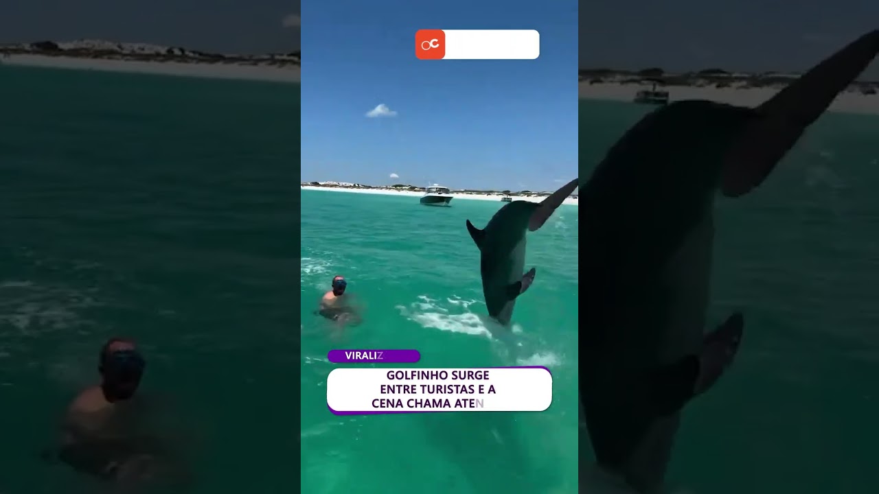 GOLFINHO surge ENTRE TURISTAS e a cena chama atenção
