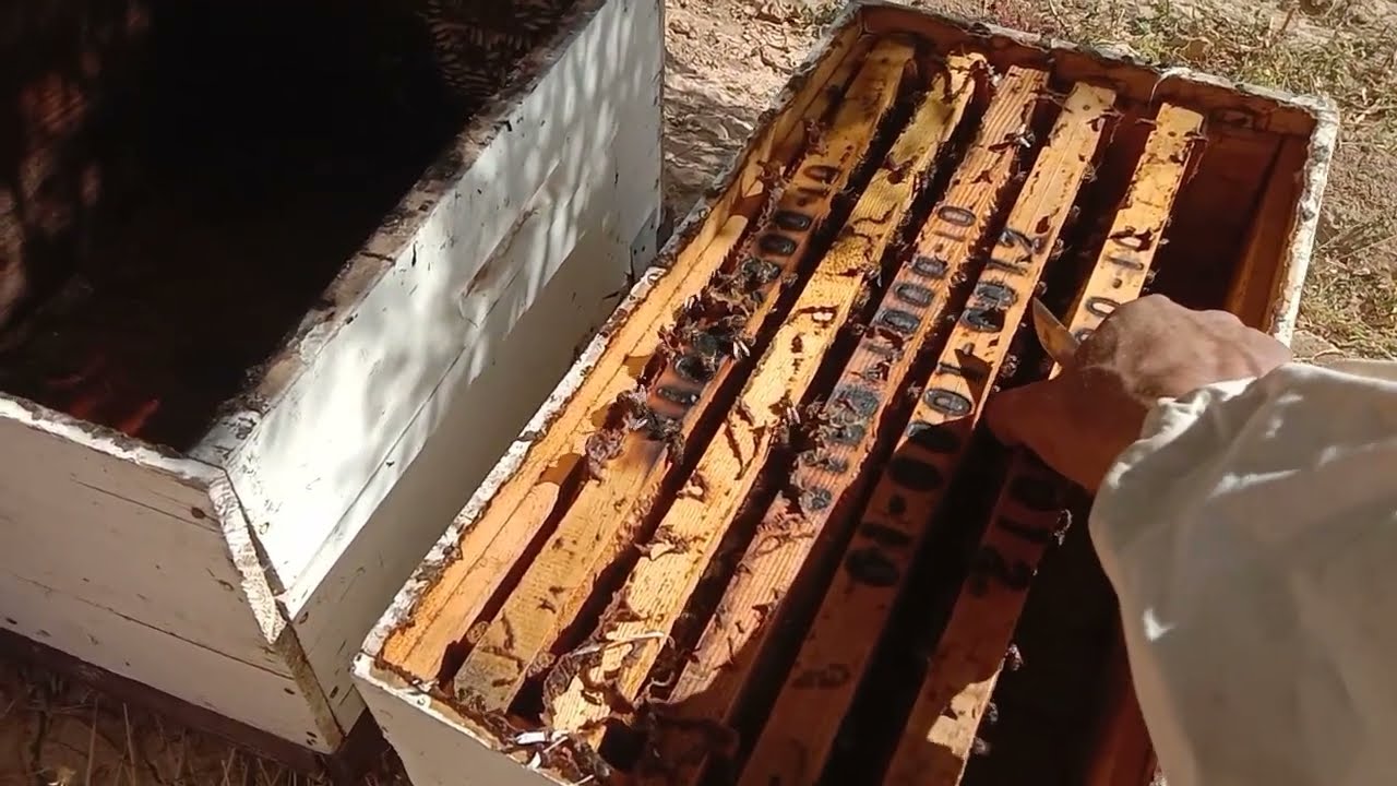 مرقبة نحل في مراعي الخروب ومعلومة في زيدة إنتاج  العسل  الخلية