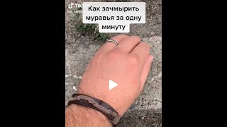 Как зачмырить муравья за одну минуту. Жалко муравья ?