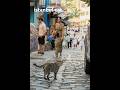 istanbul cat #travel #istanbul #sokak #love #türkiye #short#walking