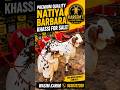 Heavy Weight Natiya Barbara #barbara #barbari #barbarigoats #bakraeid #bakra #viralgoat #shorts