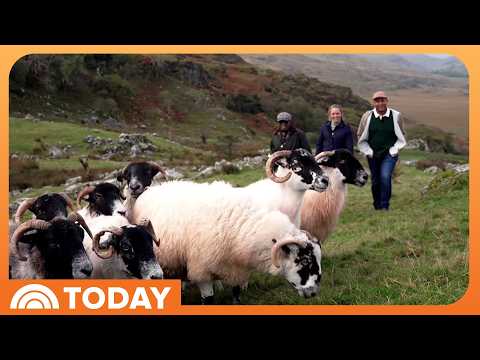 TODAY Shares Glimpse Into Life on an Irish Sheep Farm