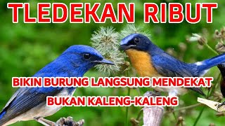 Download Lagu suara pikat tledekan gunung paling ampuh MP3