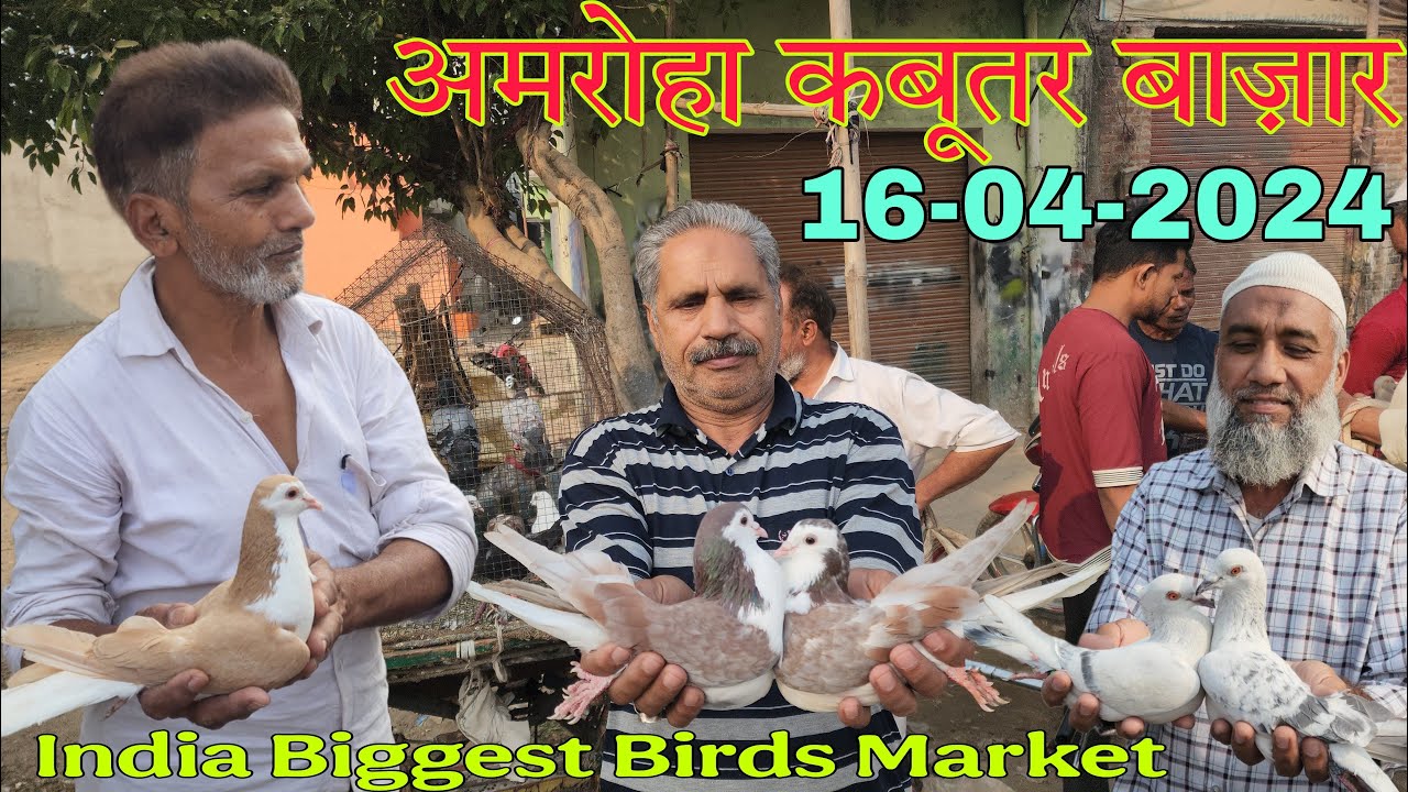 Amroha kabootar market 🕊️ 16-04-2025. अमरोहा कबूतर बाज़ार। Gola kabootar market