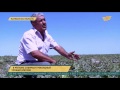 В Жамбылской области собирают рекордный урожай арбузов