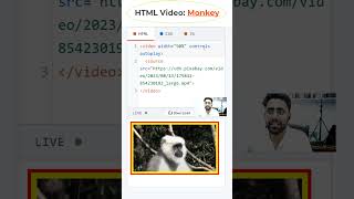 Monkey Video with Loop and Autoplay using CSS #coding #website #htmltutorial