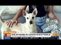 Scottsdale woman says coyote attacked her dog near golf course