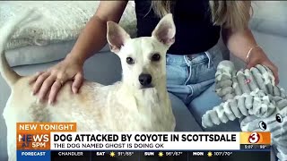 Scottsdale woman says coyote attacked her dog near golf course