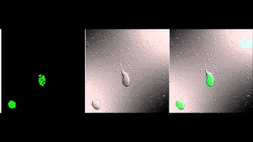 A High-Throughput, Multi-Cell Phenotype Assay for the Identification of Novel Inhibitors