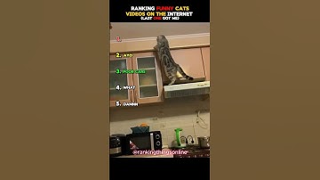 ranking funny cat videos#funny #explorepage #rankings #funnyvideos #comedy #fyp