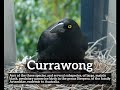 How Does Currawong Look? | How to Say Currawong in English? | What is Currawong?