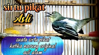 suara sirtu pikat narung original ASLI alam liar// sirtu jantan ombyokan pasti langsung Respon.