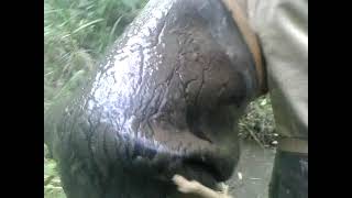 Shibatahatowork Boots Hip Wadercrotch Bootsシバタ赤ハト一般作業長靴 Nb020クロッチブーツWandering Mud Pond 泥池を彷徨