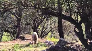 Yerba Buena Catamarca