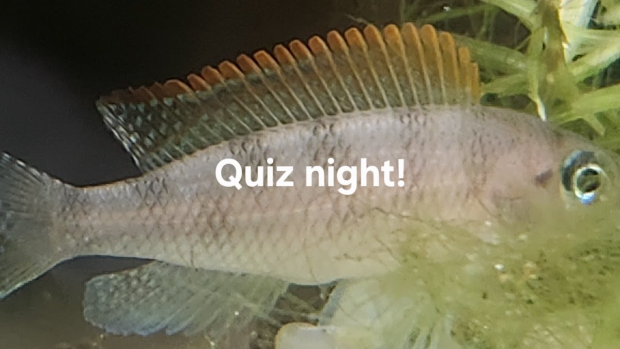Friday Fish, Food and Fun! 5/22/26