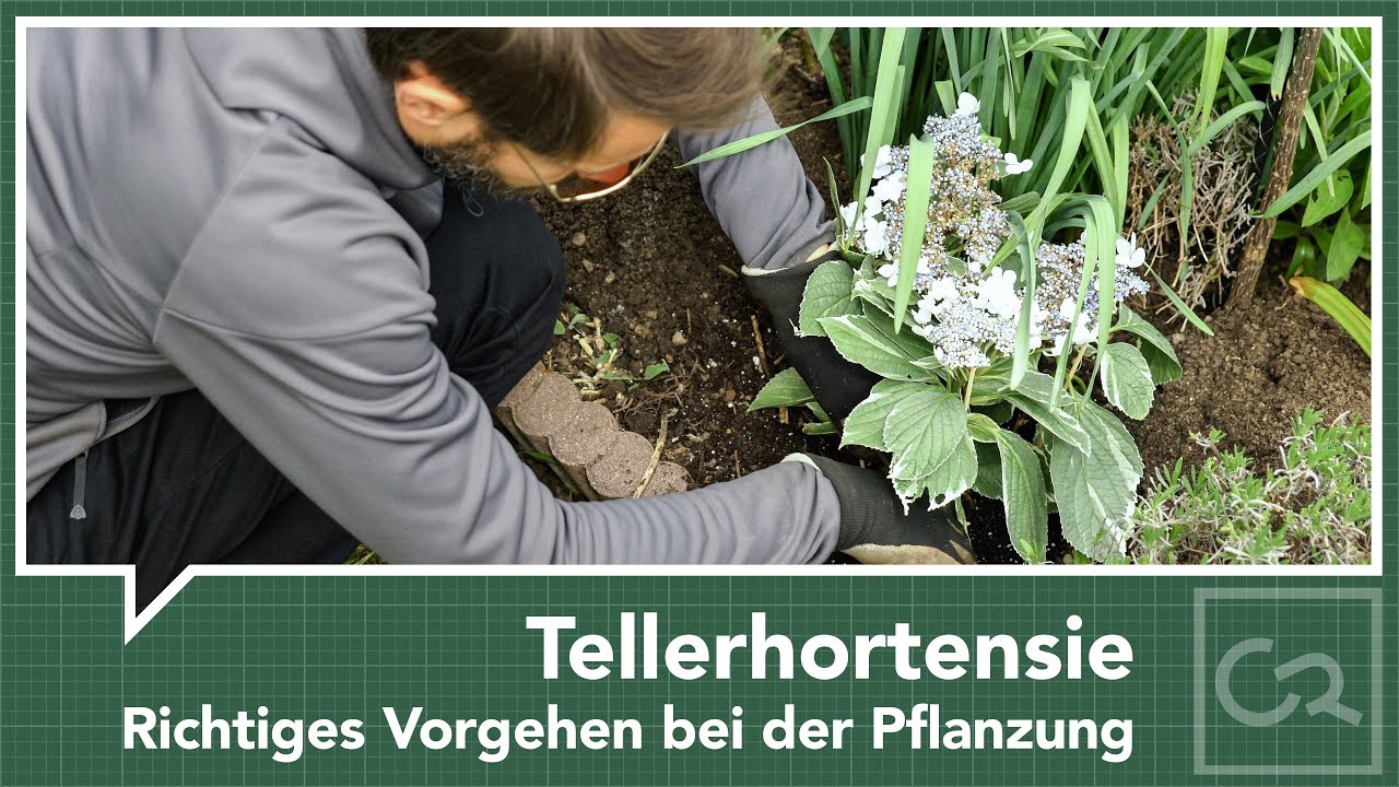 Tellerhortensie  Pflanzung im Frhjahr