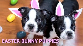 Easter Bunny Puppies by BrownstoneBostonTerriers 4,737 views 8 years ago 1 minute, 35 seconds