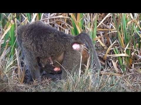baboon troop -