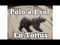 Polo De 1 Sol En Tottus