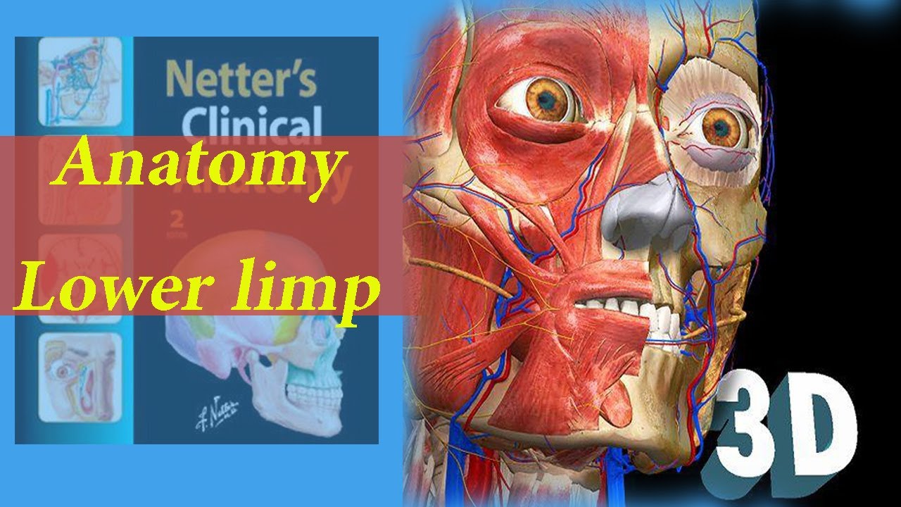 Lower Limp     gluteal muscles , gluteal nerves, gluteal arteries ,ligaments and gluteal foramen