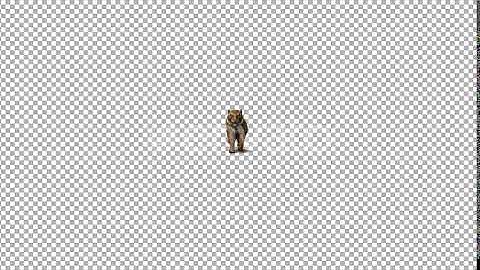 4K Tiger Run to Camera | Motion Graphics - Envato elements