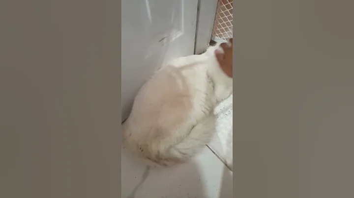 Video 218201: meow white persian cat, persian cat meowing cute, eyes white persian cat, blue eyes persian cat, persian cat's wild, cat vs persian, cutecat kittycat, dog animal kittycat